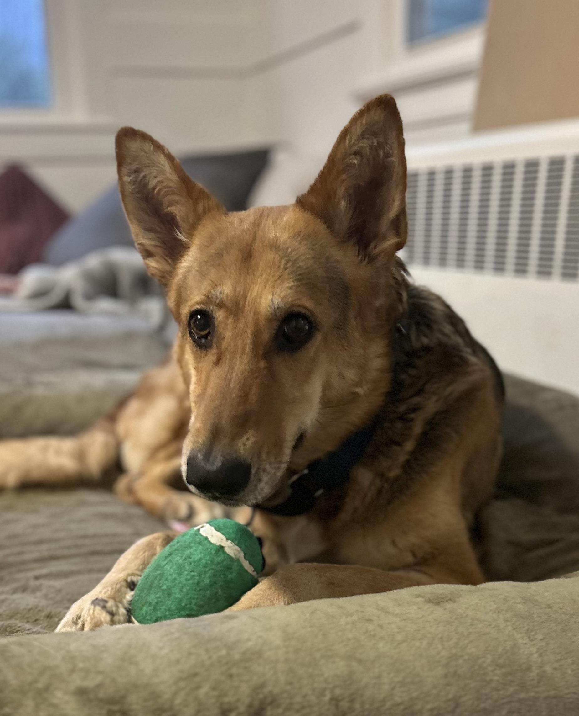Lexi, Adult Female unknown