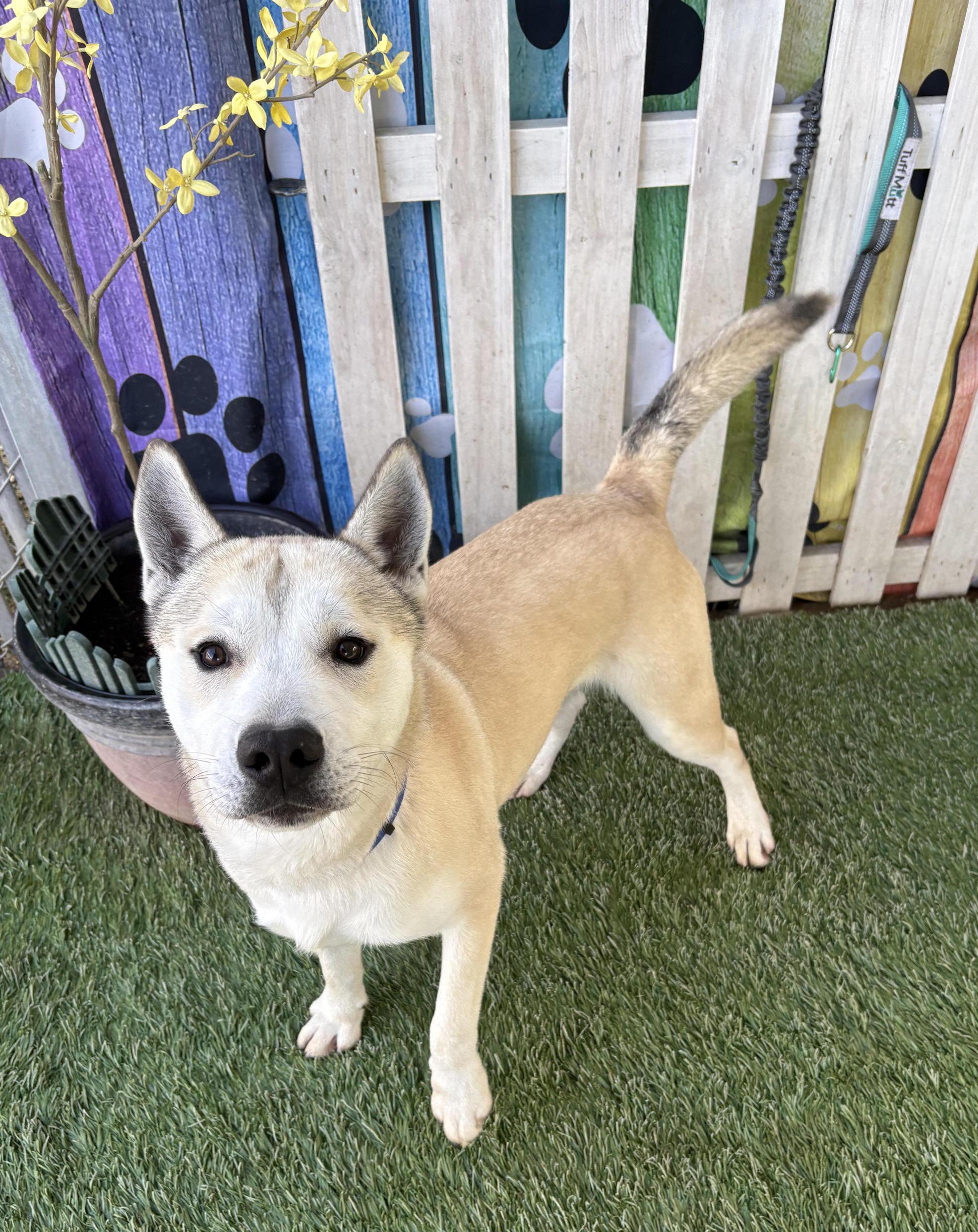 Enlarge Kuma, a ADOPTABLE mixed breed in San Francisco, CA image 3/3