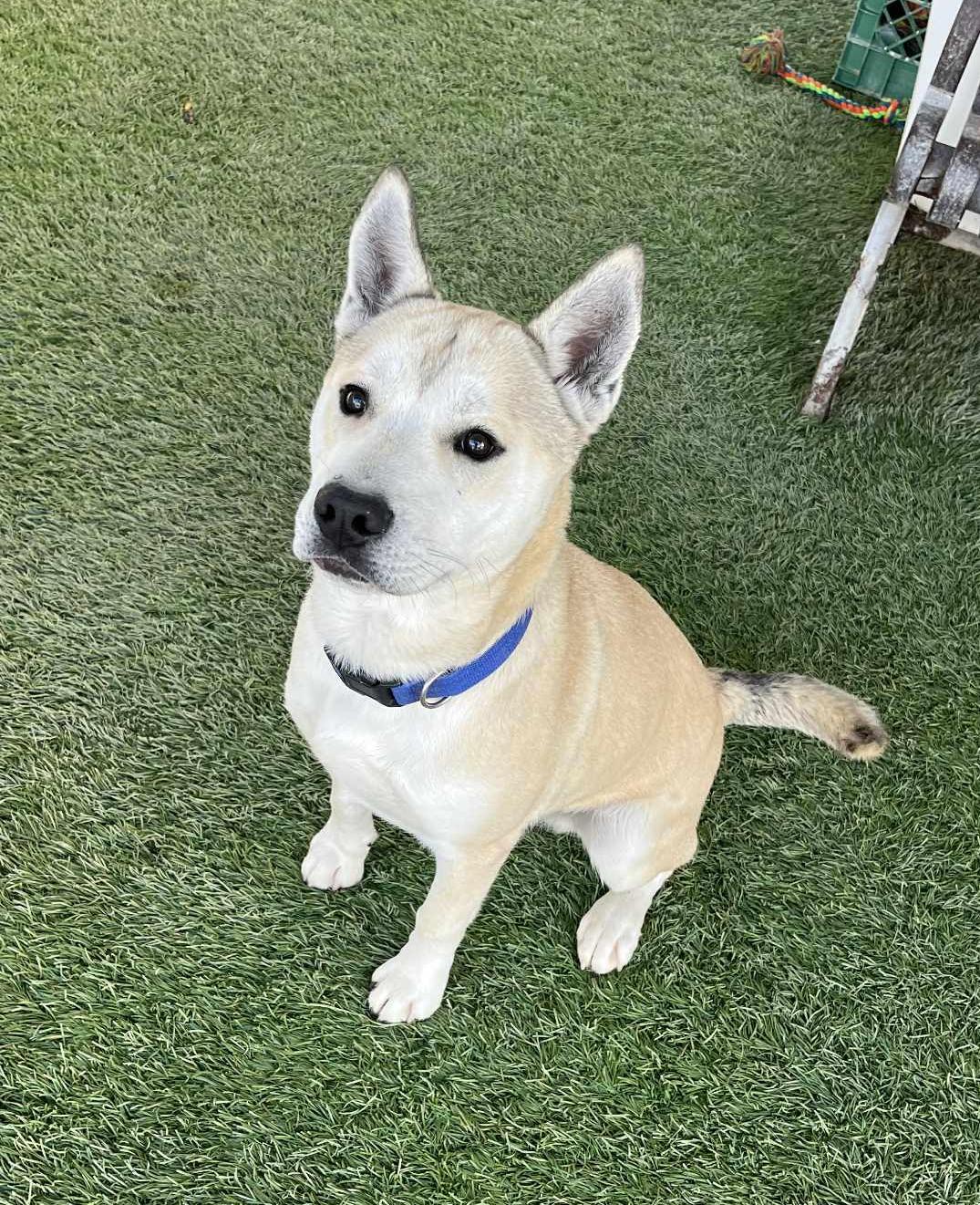 Enlarge Kuma, a ADOPTABLE mixed breed in San Francisco, CA image 1/3