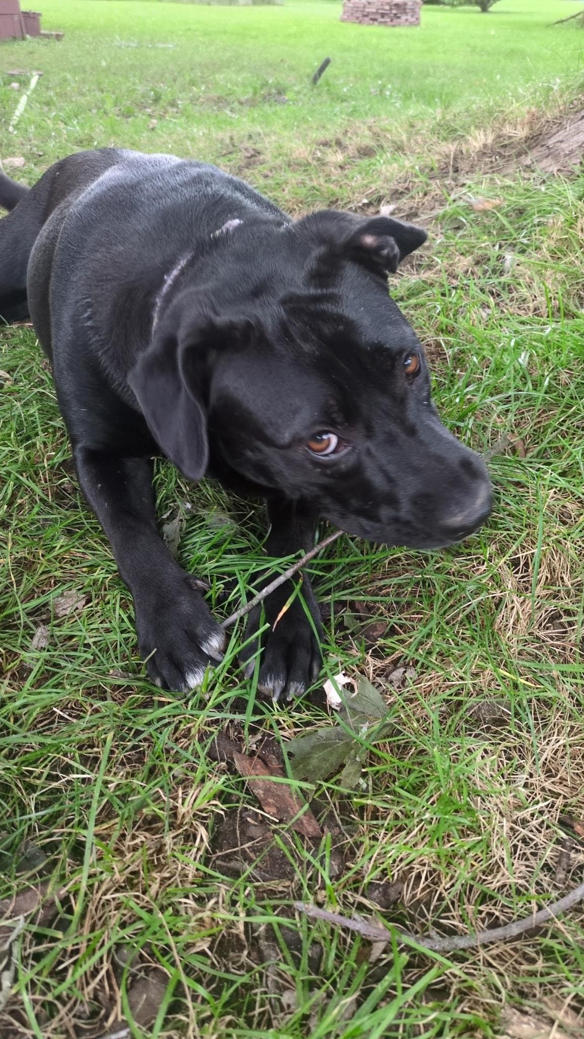 Enlarge Hero, a Adoptable mixed breed in White Lake, MI image 2/2