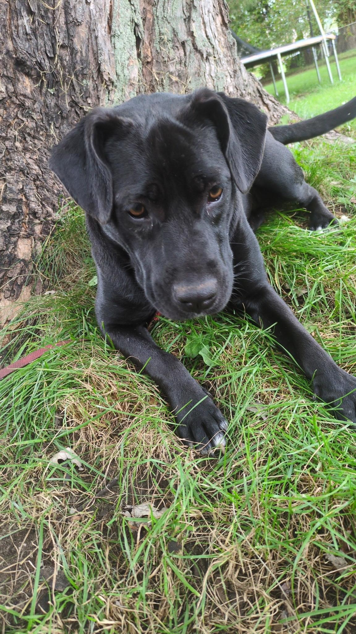 Enlarge Hero, a Adoptable mixed breed in White Lake, MI image 1/2