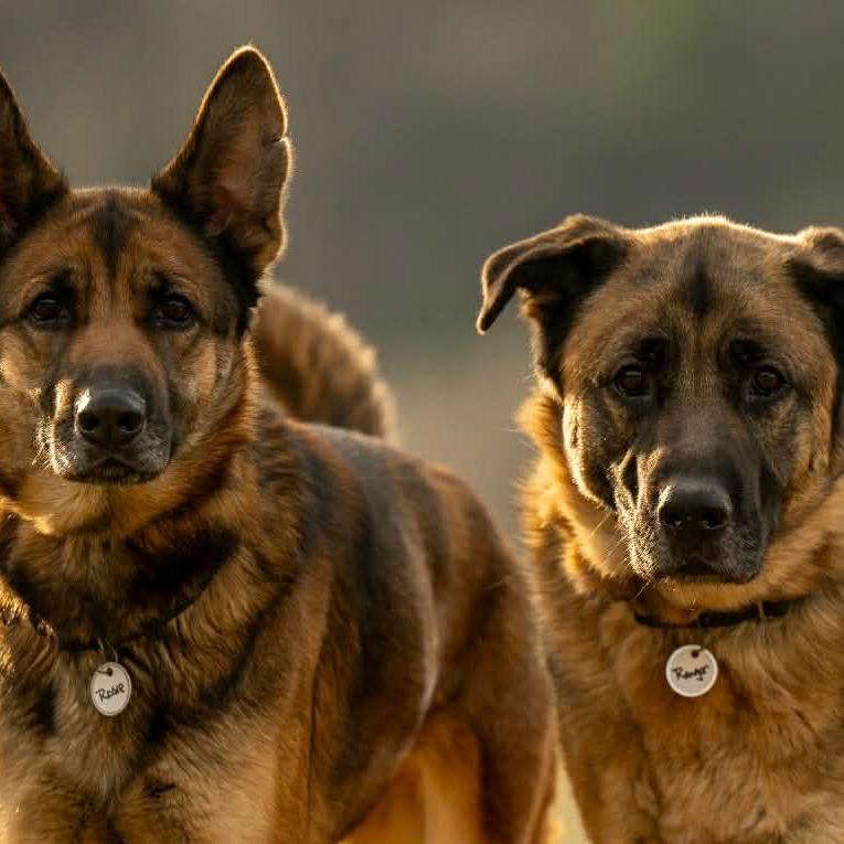 Enlarge Ranger (26-107), a Adoptable German Shepherd Dog in New Ringgold, PA image 1/6