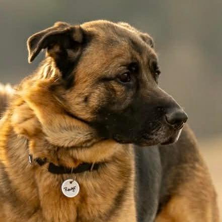 Enlarge Ranger (26-107), a Adoptable German Shepherd Dog in New Ringgold, PA image 2/6