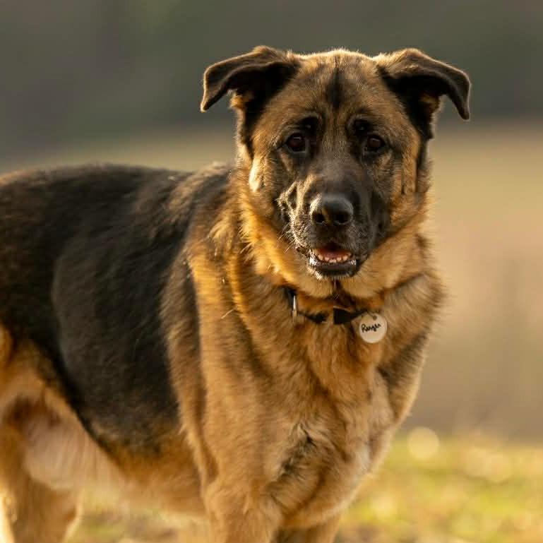 Enlarge Ranger (26-107), a Adoptable German Shepherd Dog in New Ringgold, PA image 3/6