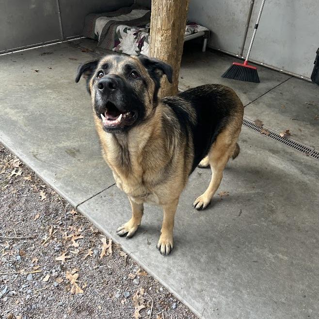 Enlarge Ranger (26-107), a Adoptable German Shepherd Dog in New Ringgold, PA image 4/6