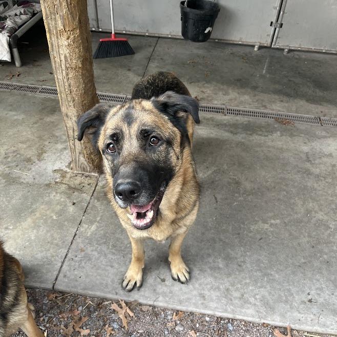 Enlarge Ranger (26-107), a Adoptable German Shepherd Dog in New Ringgold, PA image 6/6