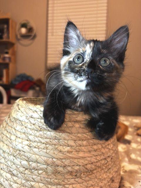 Enlarge Praline, a Adoptable Tortoiseshell in Lafayette, LA image 4/5