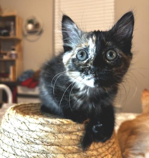 Enlarge Praline, a Adoptable Tortoiseshell in Lafayette, LA image 1/5