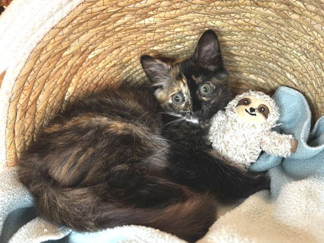 Enlarge Praline, a Adoptable Tortoiseshell in Lafayette, LA image 2/5