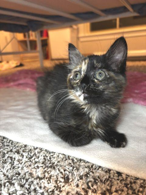 Enlarge Praline, a Adoptable Tortoiseshell in Lafayette, LA image 3/5