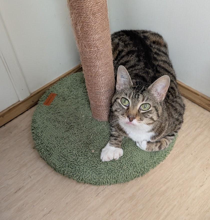 Enlarge Digit, a ADOPTABLE mixed breed in Coquitlam, BC image 1/4