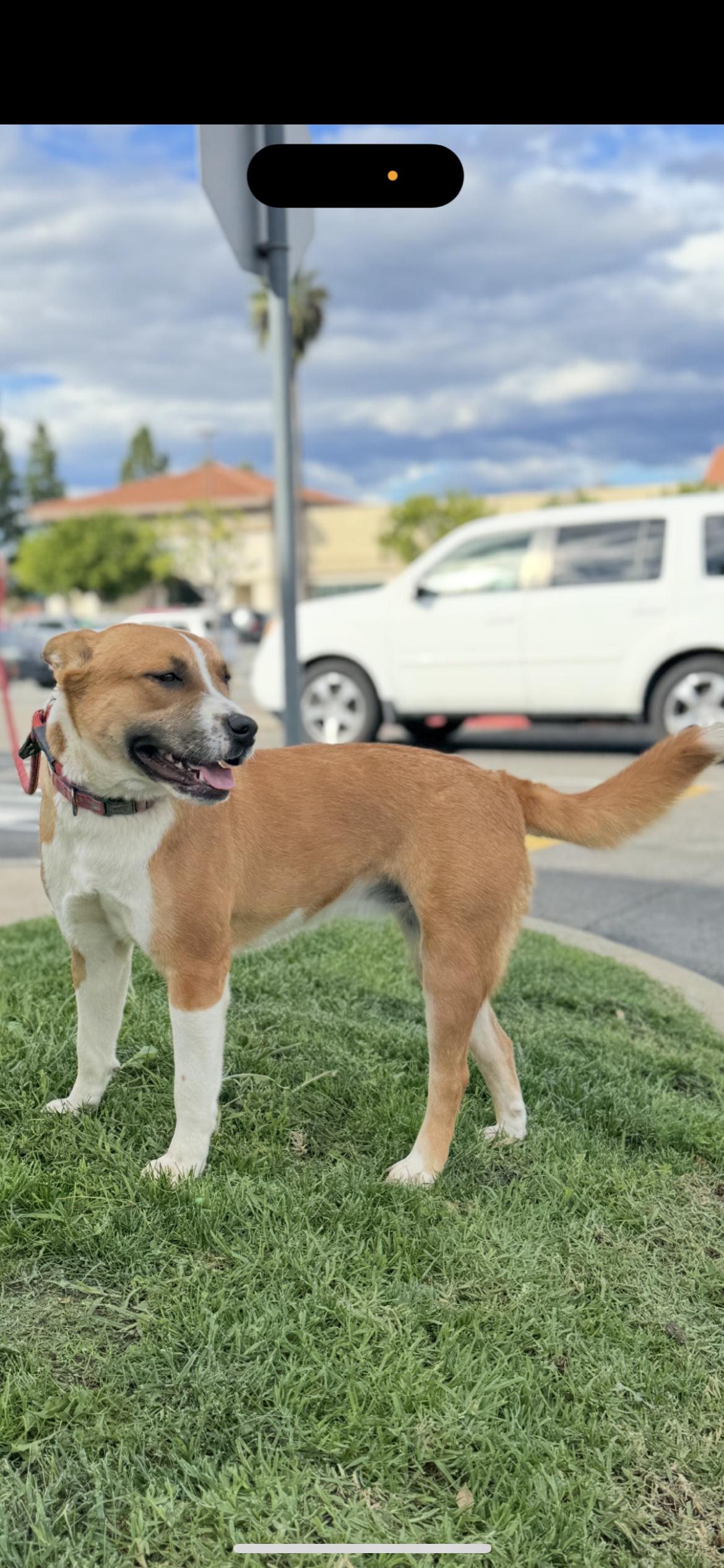 Enlarge Millie, a Adoptable mixed breed in Hamden, CT image 3/6