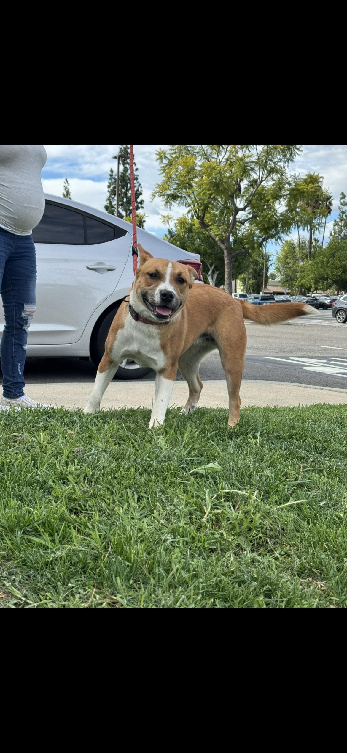 Enlarge Millie, a Adoptable mixed breed in Hamden, CT image 5/6