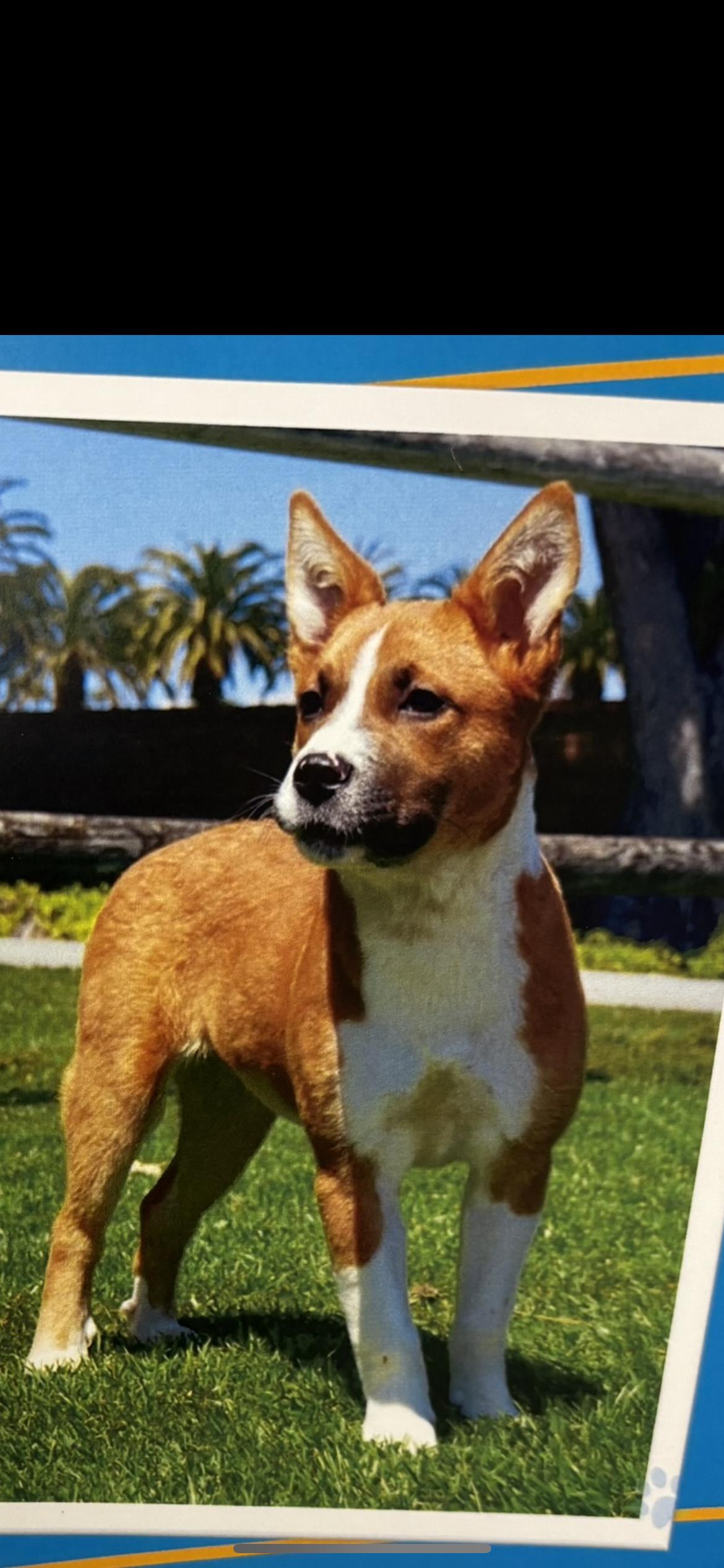 Millie, Adoptable, Young Female Australian Cattle Dog / Blue Heeler & Terrier.