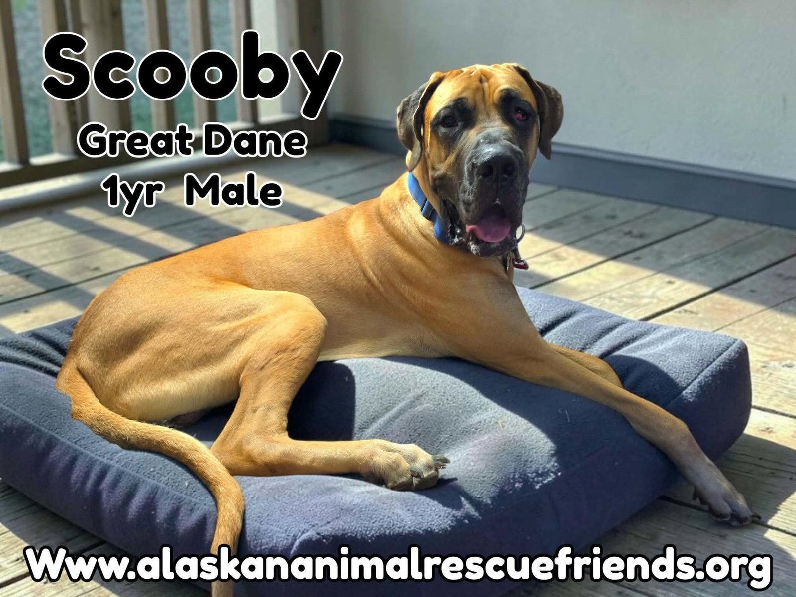 Scooby, Adoptable, Adult Male Great Dane.