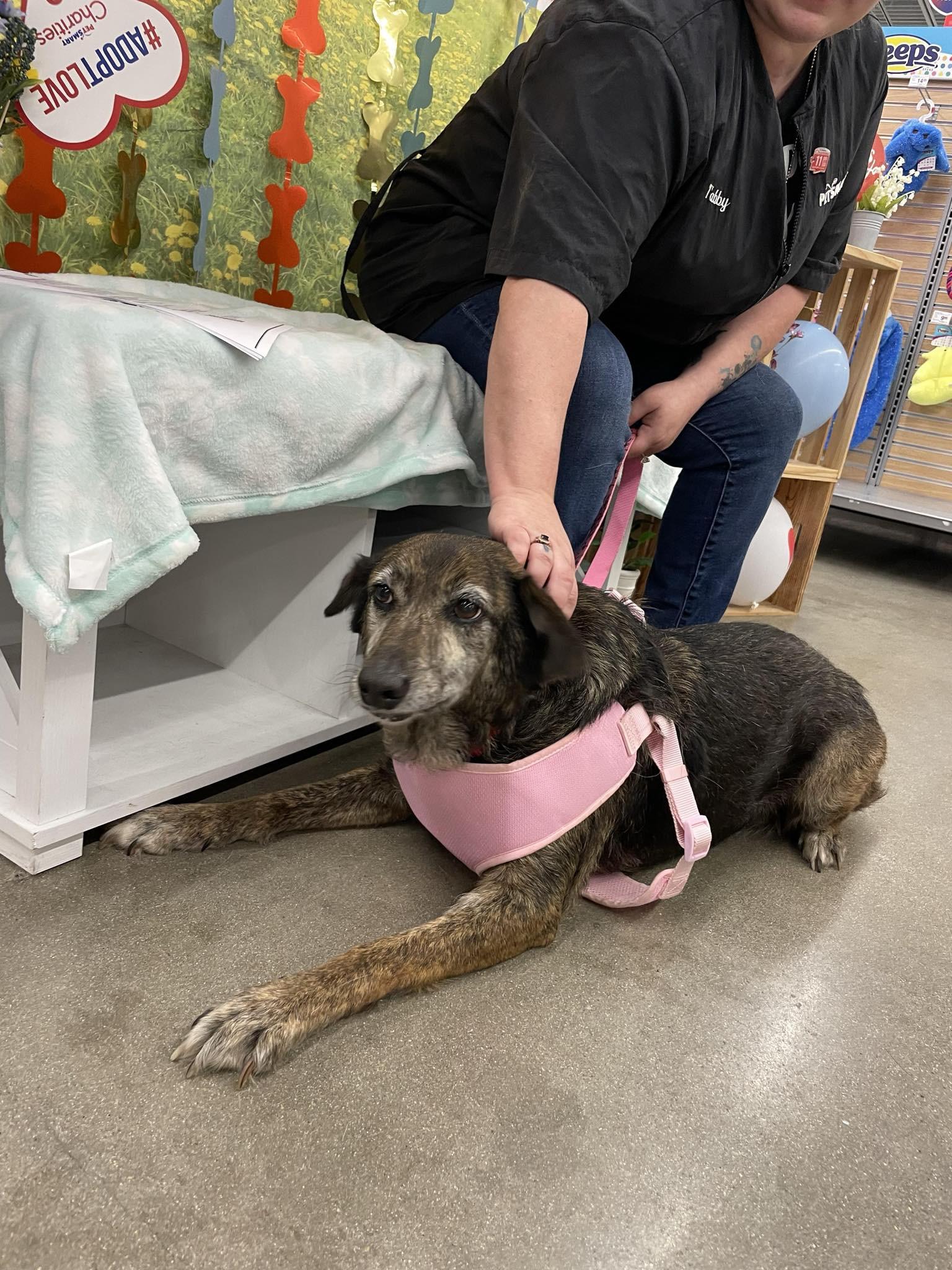 Sarah, a Adoptable mixed breed in Bryan, TX image 5/5