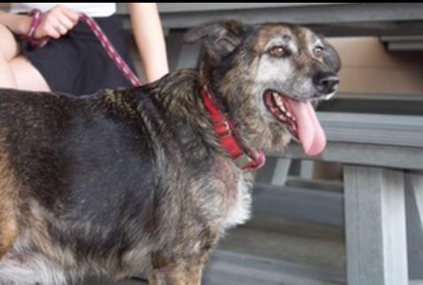 Sarah, a Adoptable mixed breed in Bryan, TX image 2/5