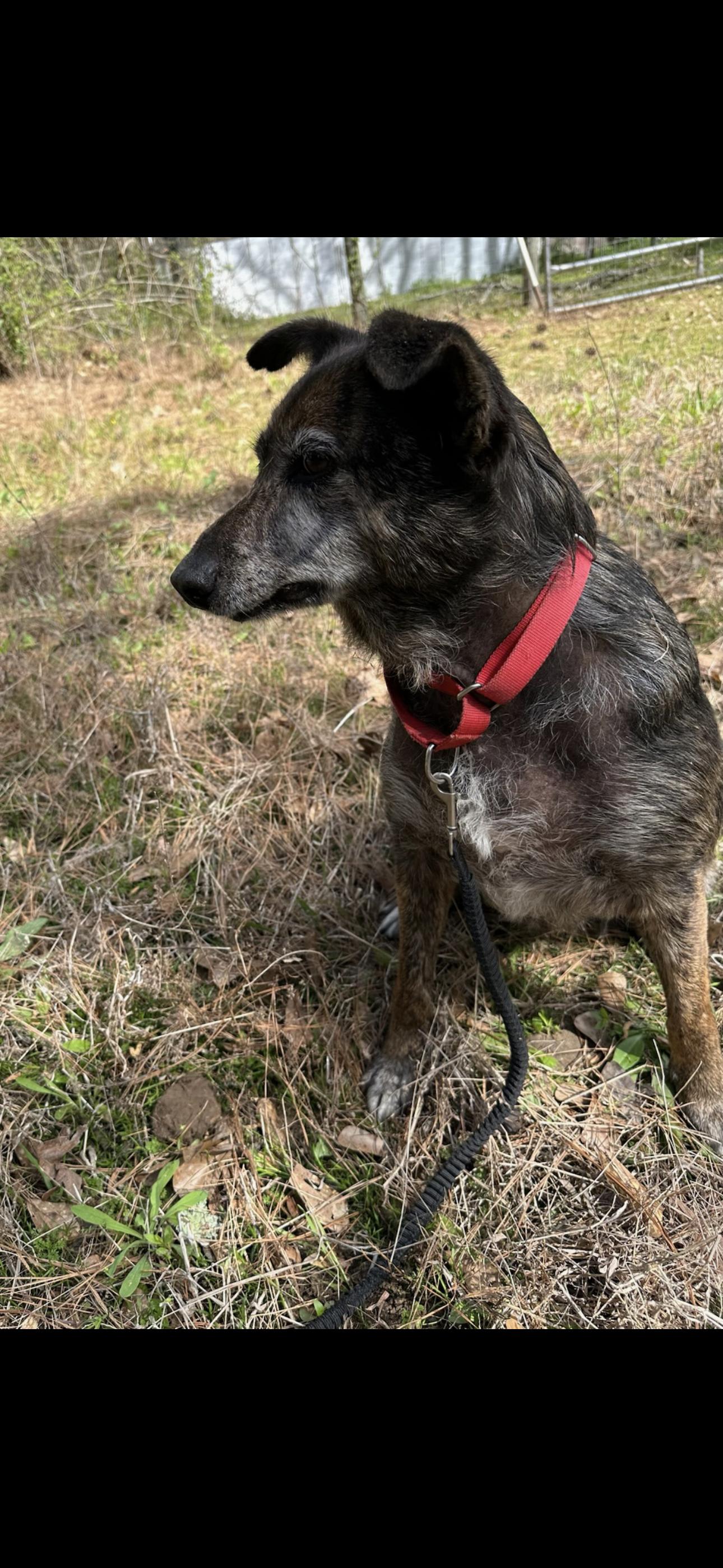 Sarah, a Adoptable mixed breed in Bryan, TX image 3/5