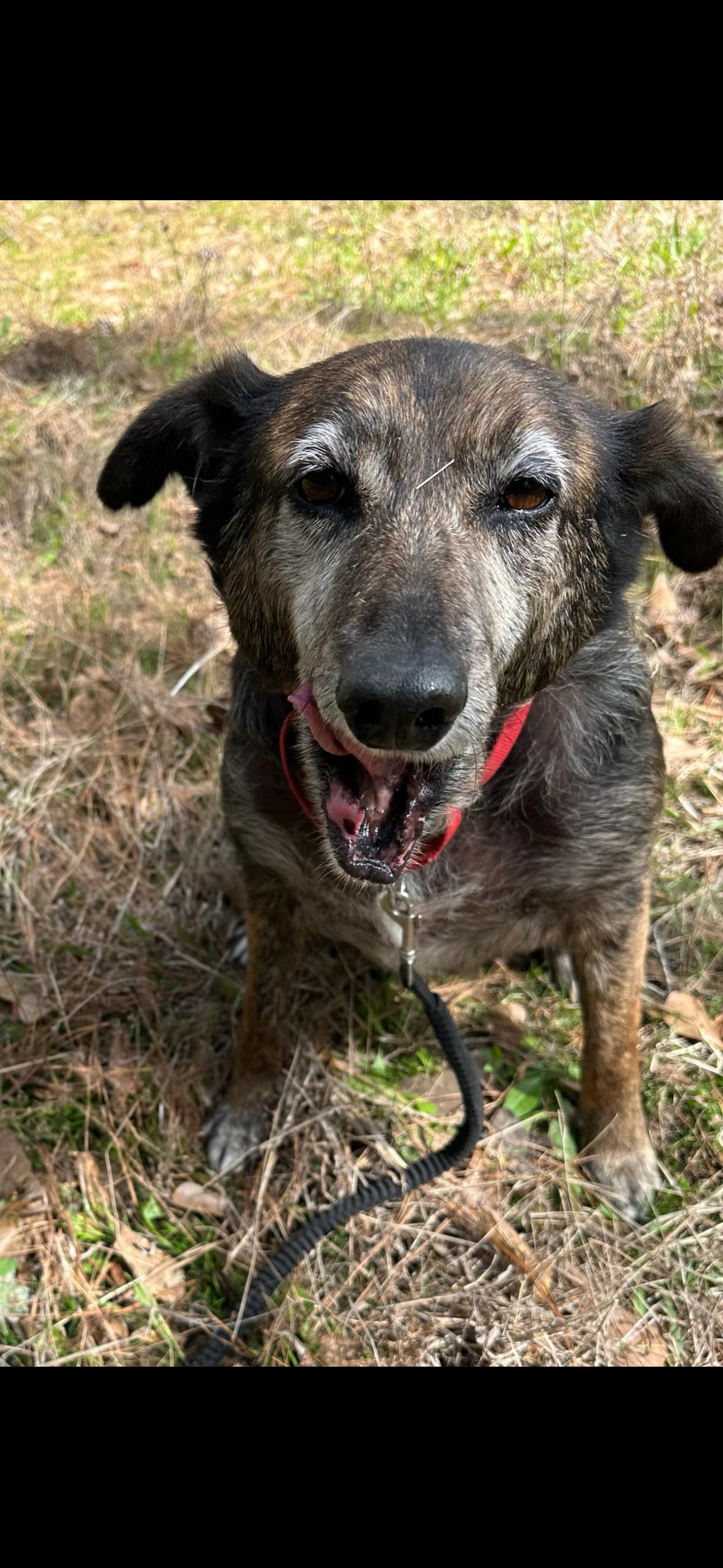 Sarah, a Adoptable mixed breed in Bryan, TX image 4/5