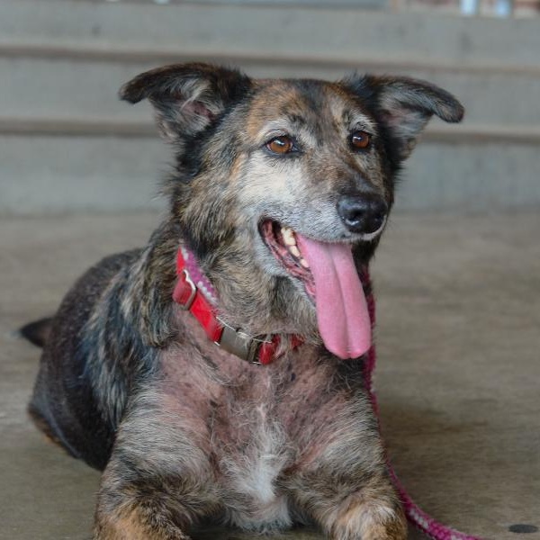 Sarah, a Adoptable mixed breed in Bryan, TX image 1/5