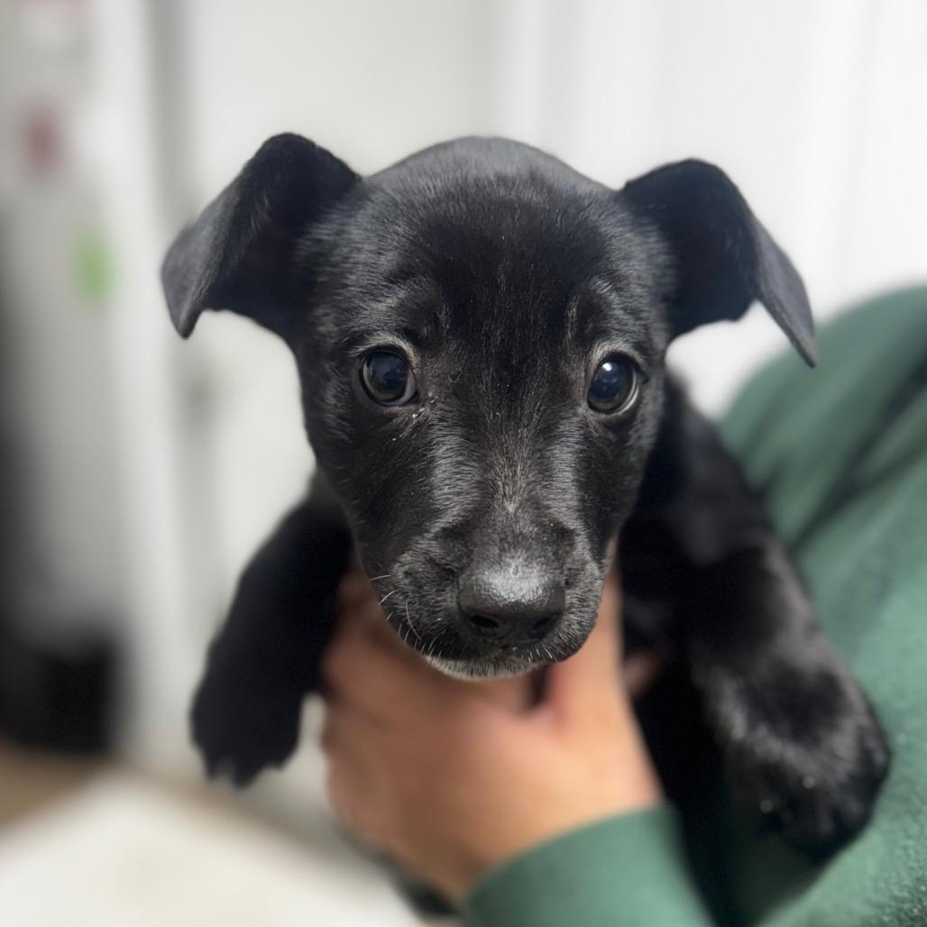 mulan, Adoptable, Puppy Female Black Labrador Retriever.