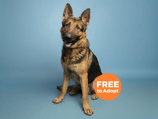 Enlarge REGGIE, a Adoptable German Shepherd Dog in Phoenix, AZ image 1/1