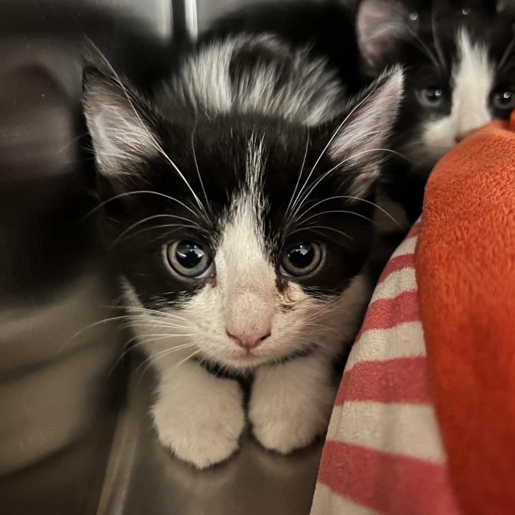 Rhubarb, Adoptable, Kitten Female Domestic Short Hair.