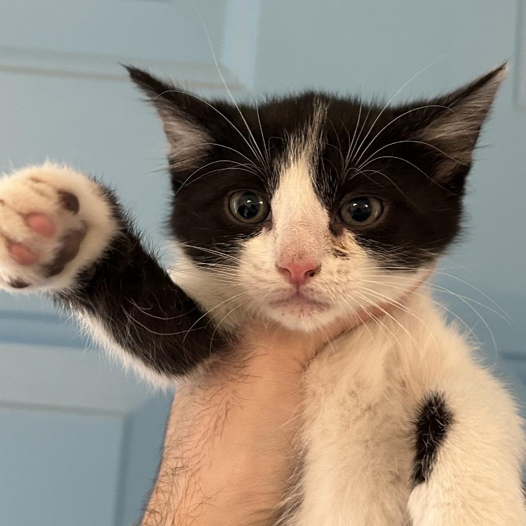 Enlarge Rhubarb, a Adoptable Domestic Short Hair in Denver, CO image 2/2