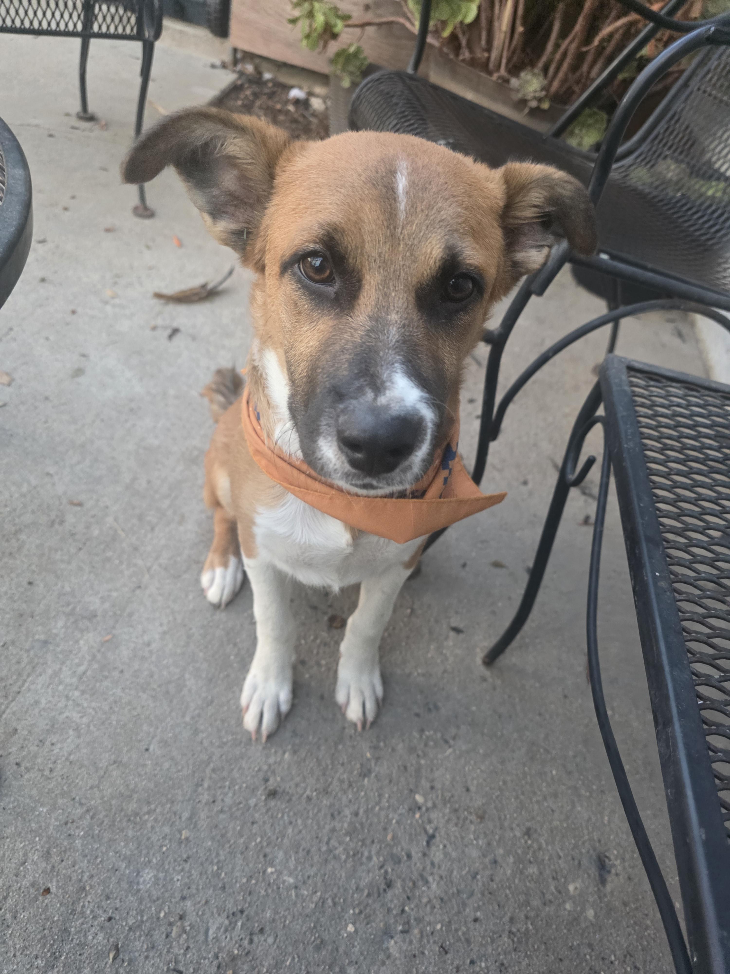 Enlarge Todd, a Adoptable mixed breed in Santa Clara, CA image 2/4