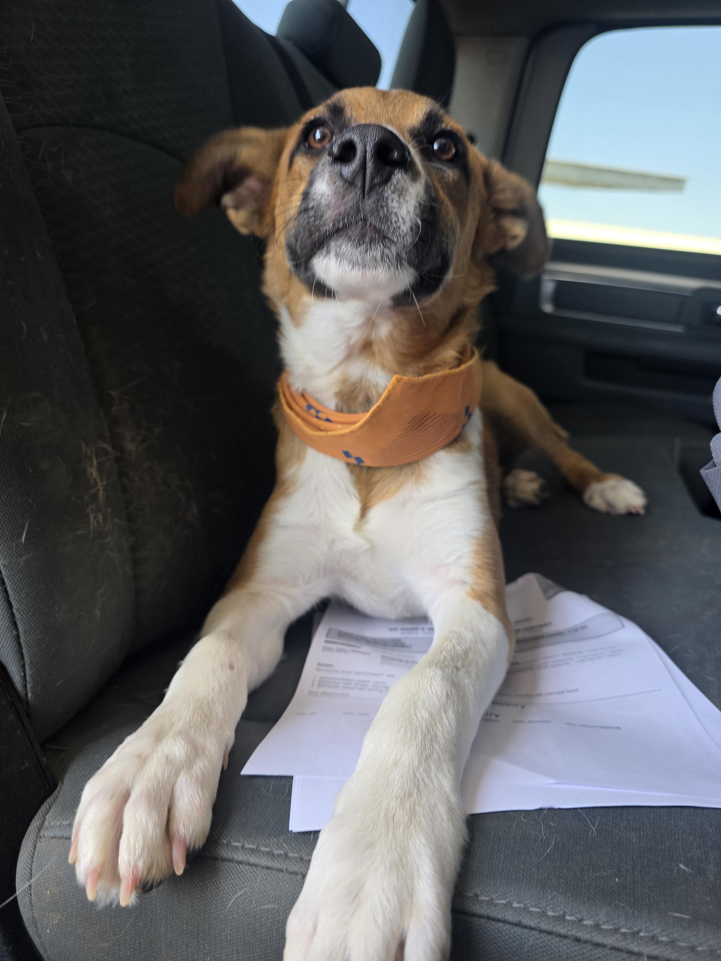 Enlarge Todd, a Adoptable mixed breed in Santa Clara, CA image 3/4