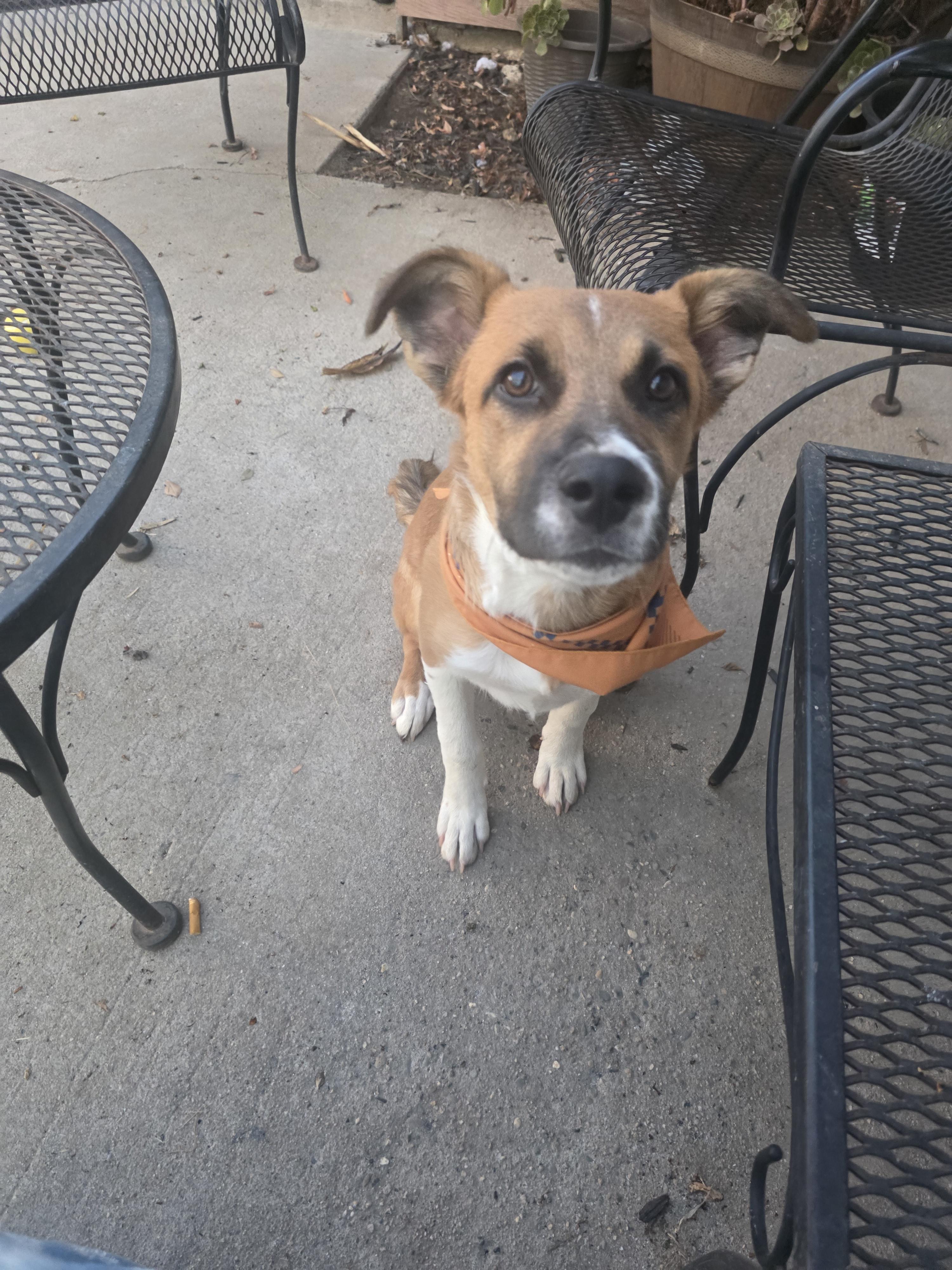 Enlarge Todd, a Adoptable mixed breed in Santa Clara, CA image 4/4