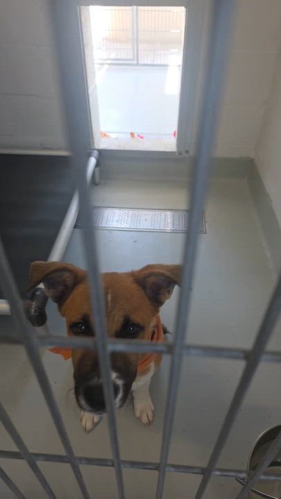 Enlarge Todd, a Adoptable mixed breed in Santa Clara, CA video 1/4