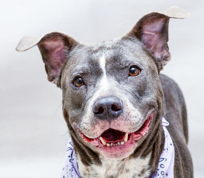 Margot, a Adoptable mixed breed in Sanford, FL image 1/2