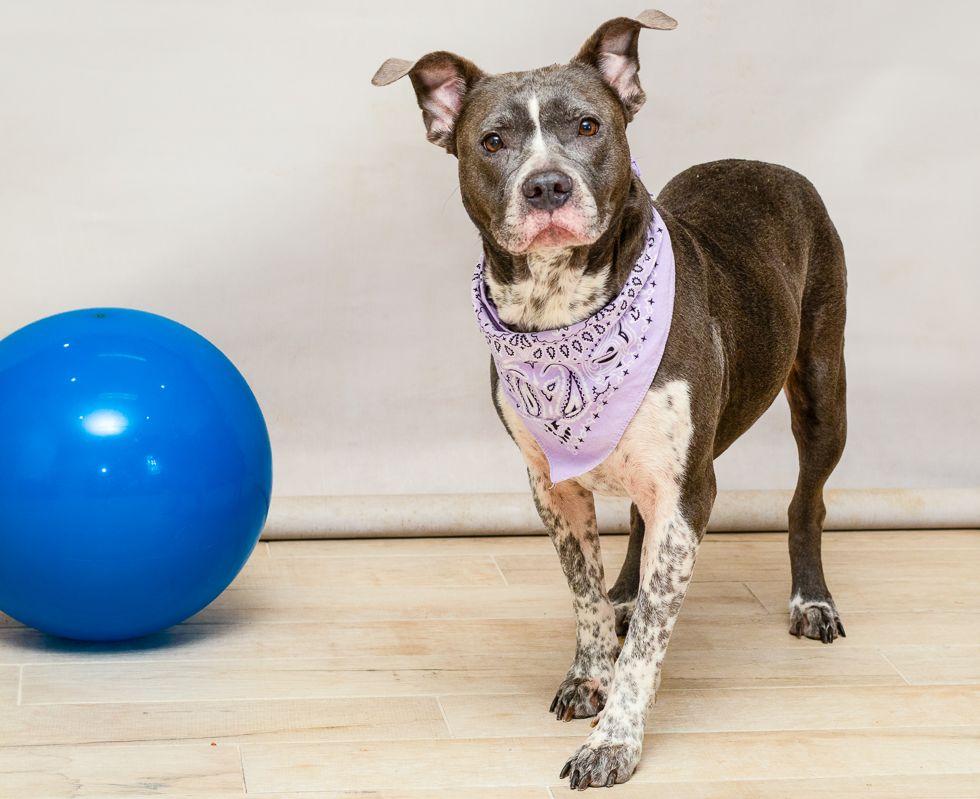 Margot, a Adoptable mixed breed in Sanford, FL image 2/2