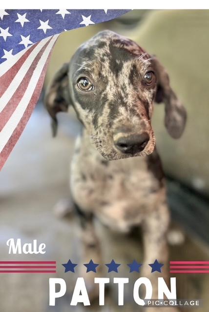Patton, Baby Male Labrador Retriever