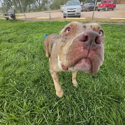 Enlarge Halo, a Adoptable mixed breed in Scottsbluff, NE image 2/3