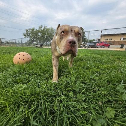 Enlarge Halo, a Adoptable mixed breed in Scottsbluff, NE image 3/3