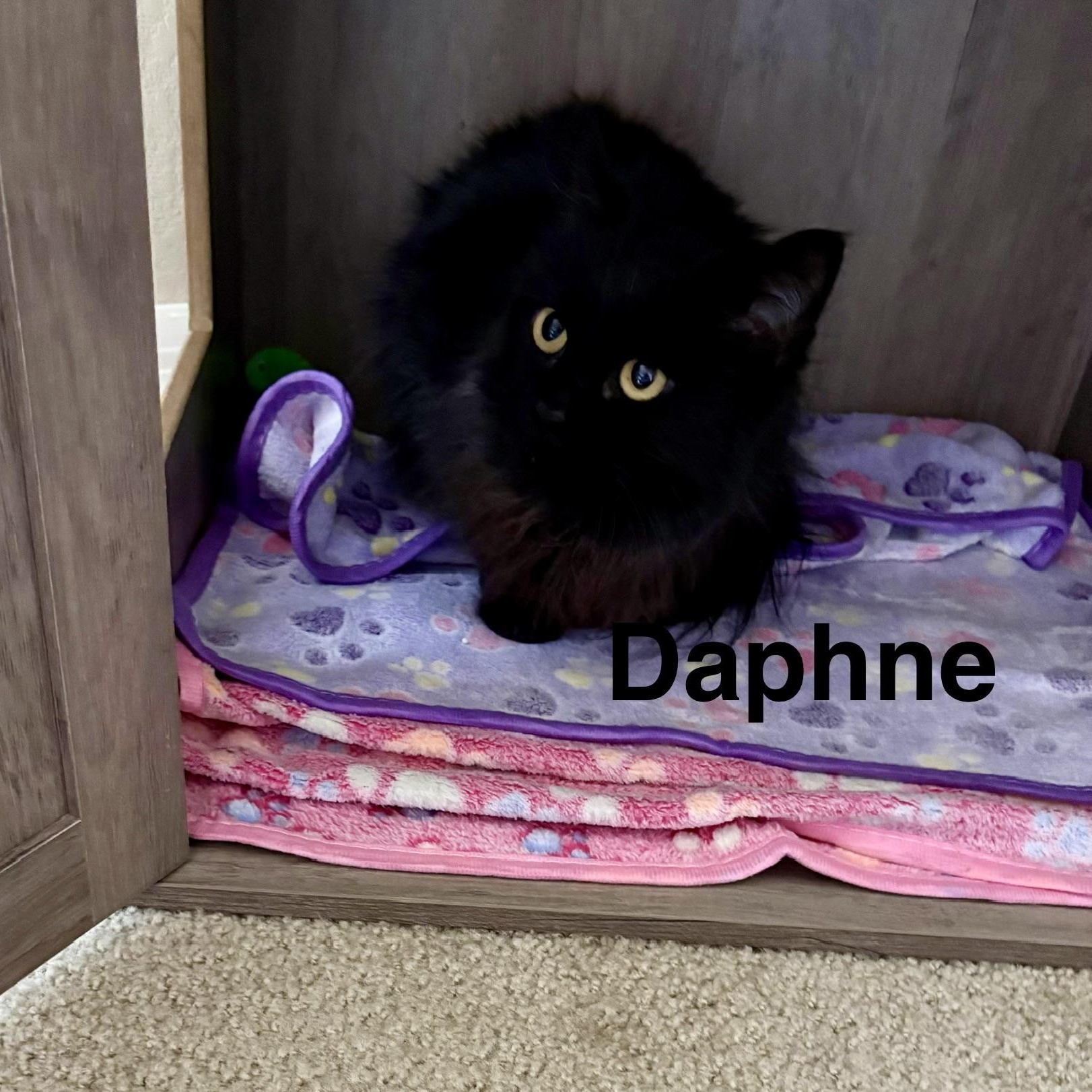 Enlarge Daphne, a ADOPTABLE Domestic Long Hair in Gilbert, AZ image 1/1