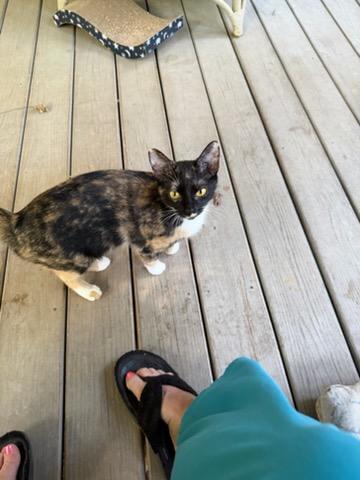 Enlarge Sadie, a Adoptable Domestic Short Hair in Newton, NC image 1/2
