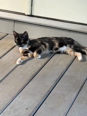 Enlarge Sadie, a Adoptable Domestic Short Hair in Newton, NC image 2/2