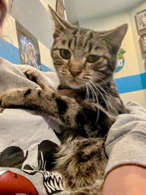 Enlarge Milo (FeLV+), a Adoptable Domestic Medium Hair in Blacksburg, VA image 1/1