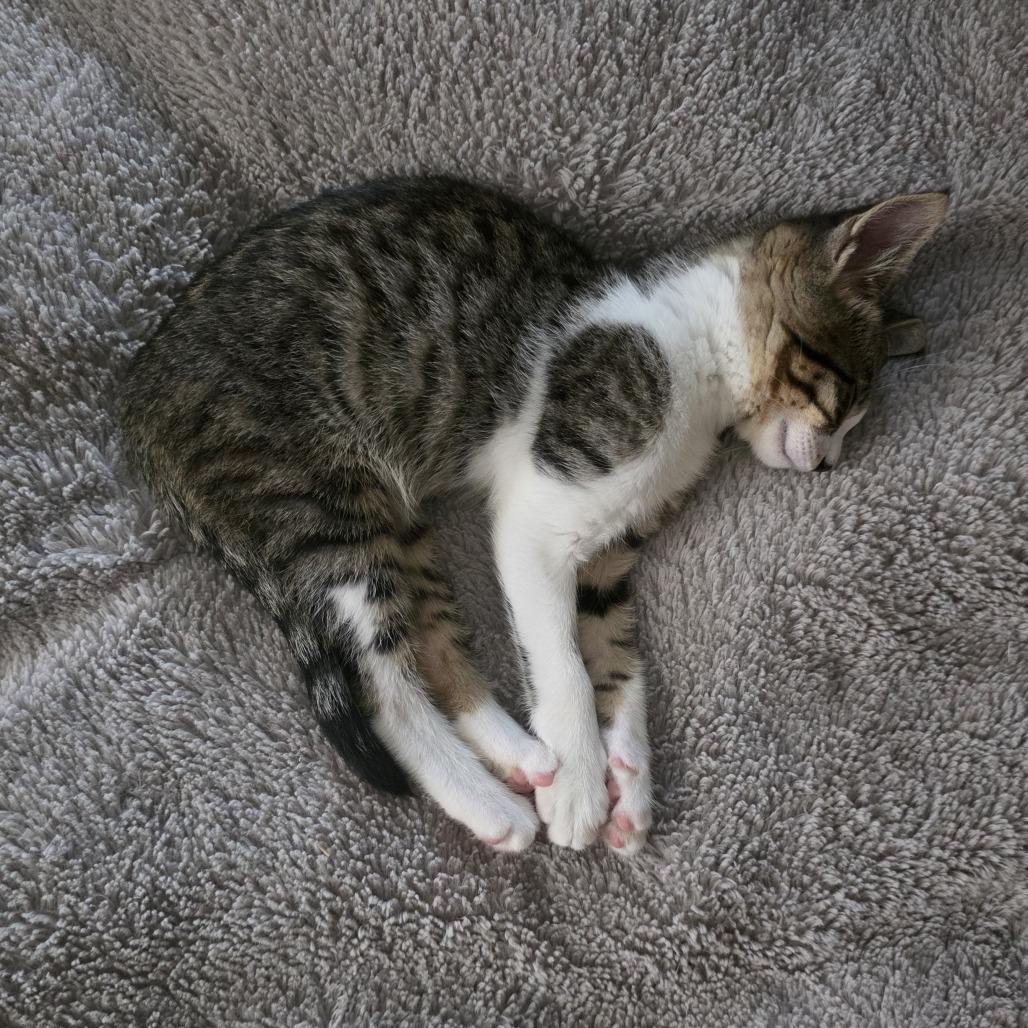 Wayne, Adoptable, Kitten Male Domestic Short Hair.