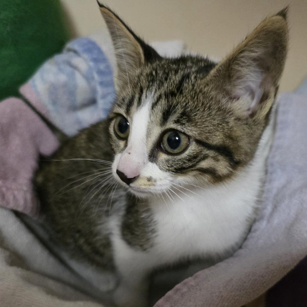Wayne, Adoptable, Kitten Male Domestic Short Hair.