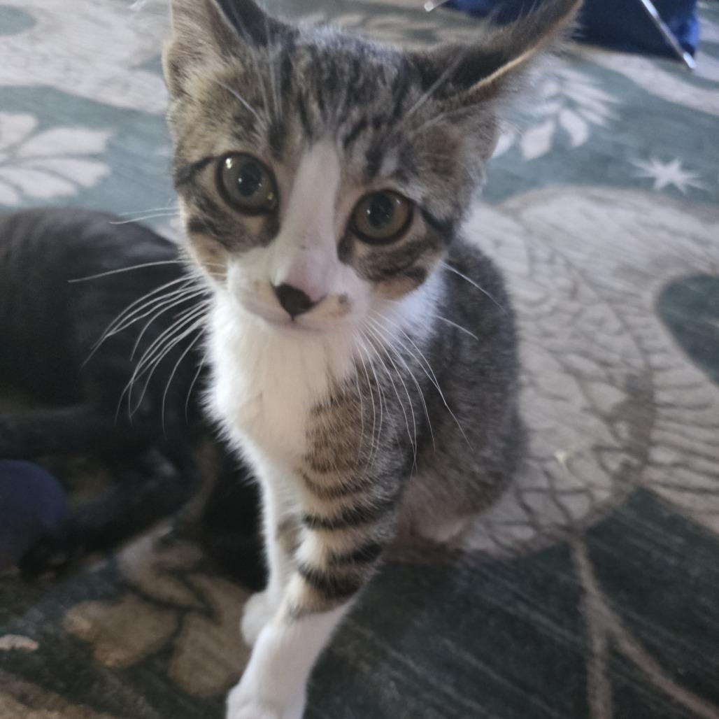 Wayne, a Adoptable Domestic Short Hair in Wichita, KS image 3/5
