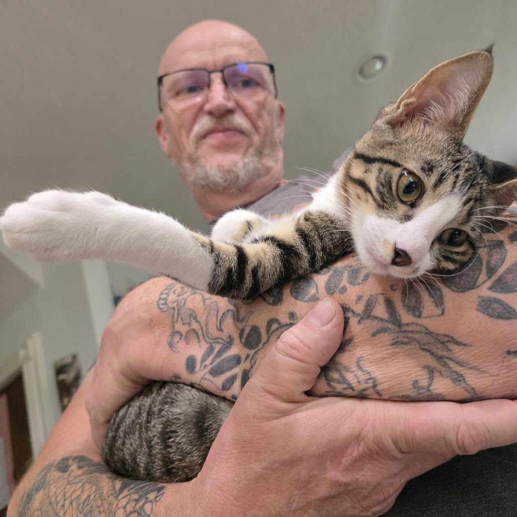 Enlarge Wayne, a Adoptable Domestic Short Hair in Wichita, KS image 5/6