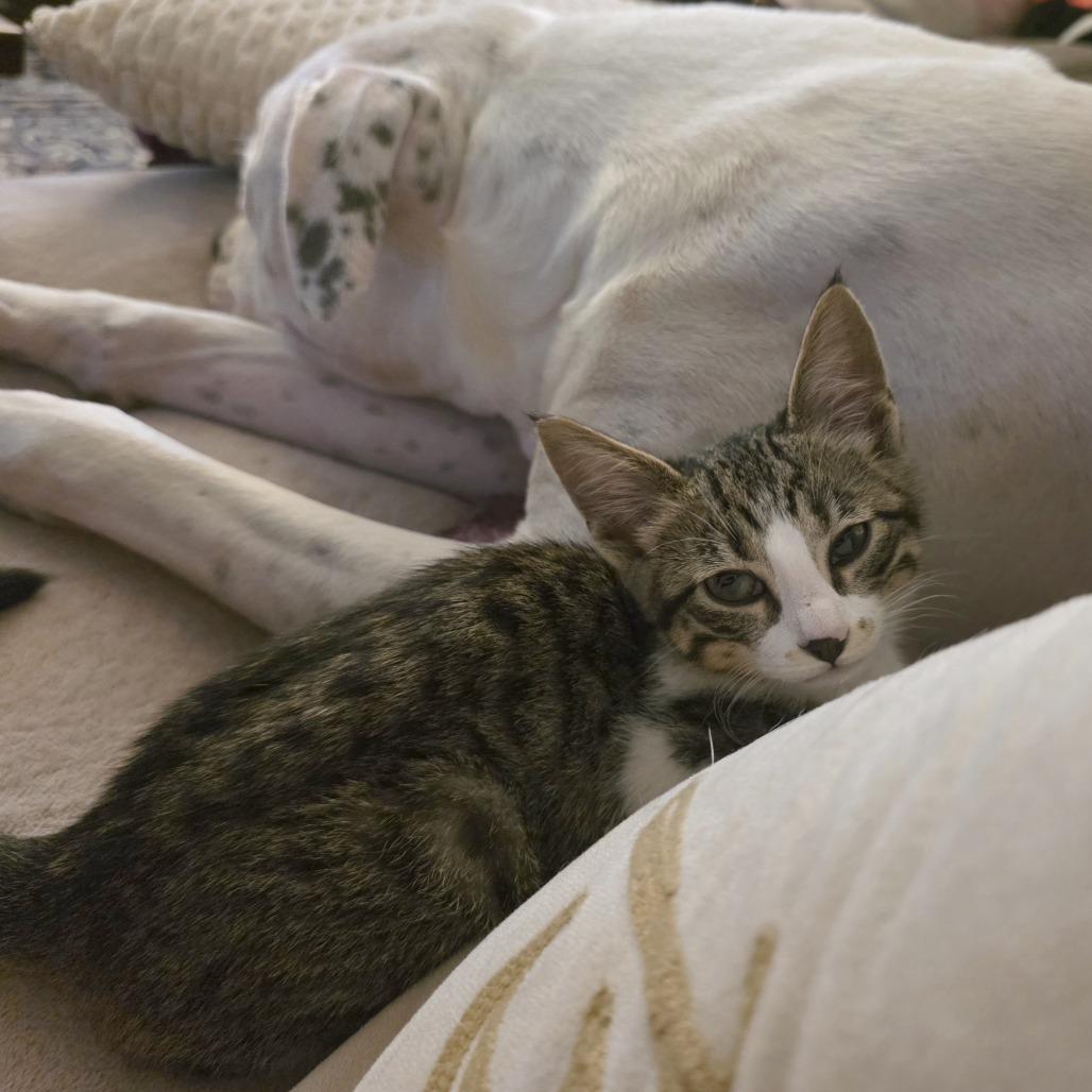 Wayne, a Adoptable Domestic Short Hair in Wichita, KS image 5/5