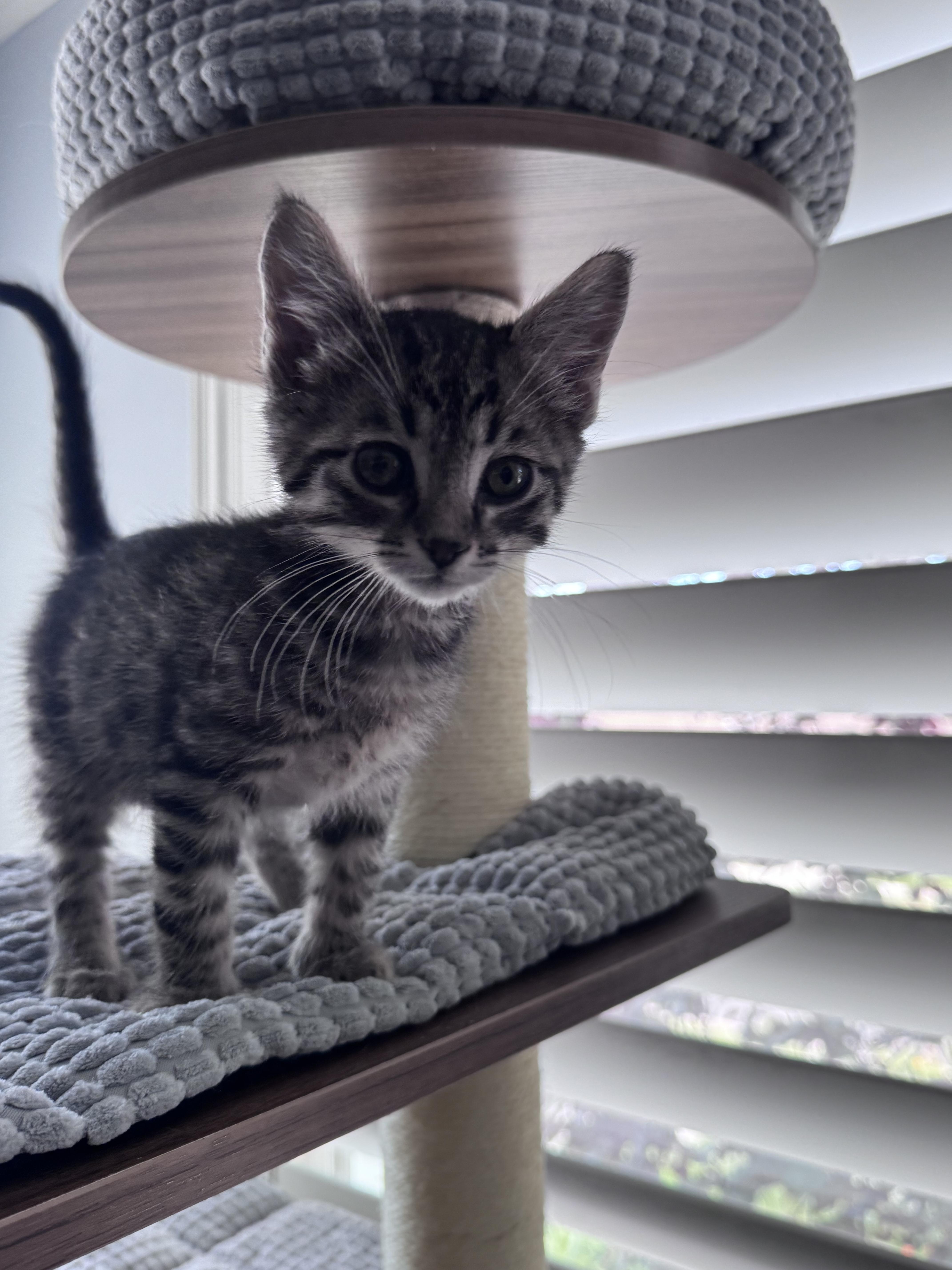 Spider, a Adoptable Domestic Short Hair in Fruit Heights, UT image 1/6
