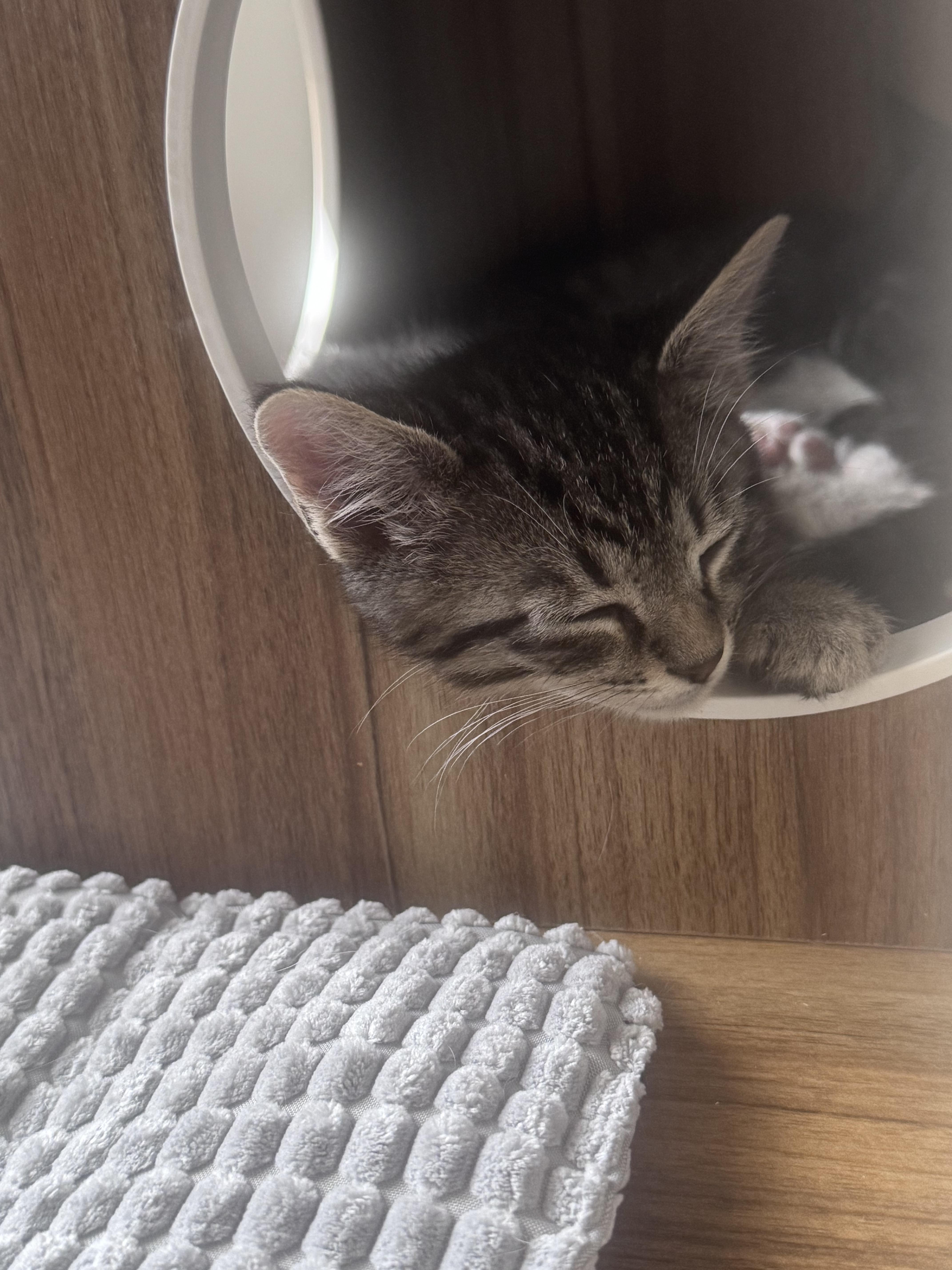 Spider, a Adoptable Domestic Short Hair in Fruit Heights, UT image 2/6