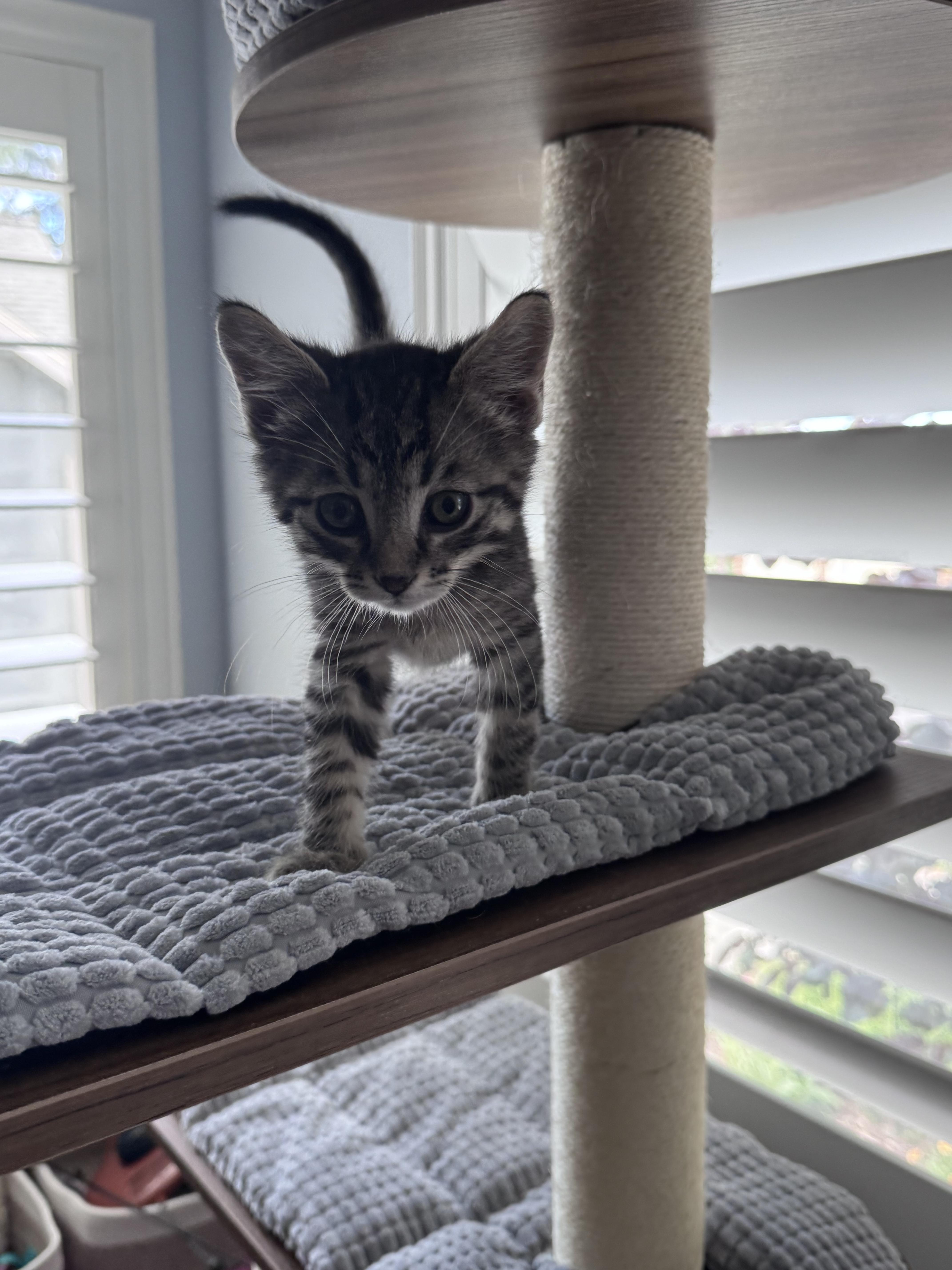 Spider, a Adoptable Domestic Short Hair in Fruit Heights, UT image 3/6