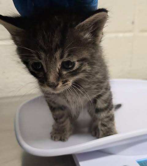 Spider, a Adoptable Domestic Short Hair in Fruit Heights, UT image 4/6